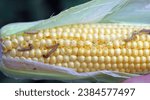 Maize, corn cob damaged by larva, caterpillar of European Corn Borer (Ostrinia nubilalis). It is a one of most important pest of corn crop.