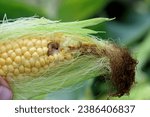 Maize, corn cob damaged by larva, caterpillar of European Corn Borer (Ostrinia nubilalis). It is a one of most important pest of corn crop.