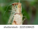 Maize, corn damaged by larva, caterpillar of European Corn Borer (Ostrinia nubilalis). It is a one of most important pest of corn crop.