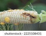 Maize, corn damaged by larva, caterpillar of European Corn Borer (Ostrinia nubilalis). It is a one of most important pest of corn crop.