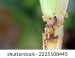 Maize, corn damaged by larva, caterpillar of European Corn Borer (Ostrinia nubilalis). It is a one of most important pest of corn crop.
