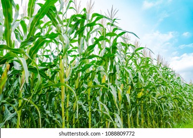 Maize Or Corn Organic Planting In Cornfield. It Is Fruit Of Corn For Harvesting By Manual Labor. Maize Production Is Used For Ethanol Animal Feed And Other Such As Starch And Syrup. Farm On Blue Sky