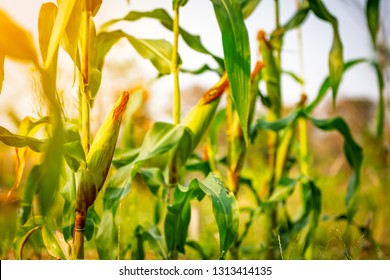 Maize Or Corn Organic Planting In Cornfield. It Is Fruit Of Corn For Harvesting By Manual Labor. Maize Production Is Used For Ethanol Animal Feed And Other Such As Starch And Syrup. Farm Green Nature