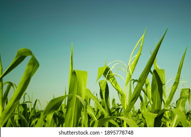 Maize Or Corn Organic Planting In Cornfield. It Is Fruit Of Corn For Harvesting By Manual Labor. Maize Production Is Used For Ethanol Animal Feed And Other Such As Starch And Syrup. Farm Green Nature