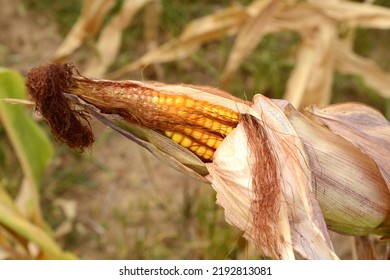 Maize Or Corn Organic Planting In Cornfield. It Is Fruit Of Corn For Harvesting By Manual Labor. Maize Production Is Used For Ethanol Animal Feed And Other Such As Starch And Syrup. Farm Green Nature