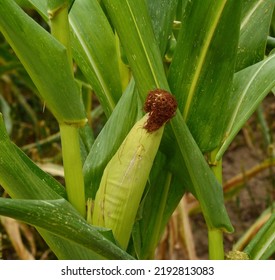 Maize Or Corn Organic Planting In Cornfield. It Is Fruit Of Corn For Harvesting By Manual Labor. Maize Production Is Used For Ethanol Animal Feed And Other Such As Starch And Syrup. Farm Green Nature