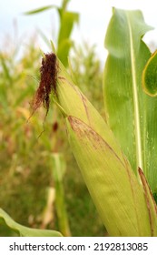 Maize Or Corn Organic Planting In Cornfield. It Is Fruit Of Corn For Harvesting By Manual Labor. Maize Production Is Used For Ethanol Animal Feed And Other Such As Starch And Syrup. Farm Green Nature