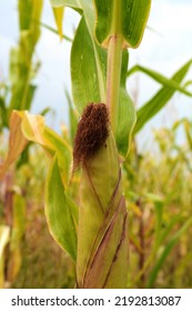 Maize Or Corn Organic Planting In Cornfield. It Is Fruit Of Corn For Harvesting By Manual Labor. Maize Production Is Used For Ethanol Animal Feed And Other Such As Starch And Syrup. Farm Green Nature