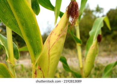 Maize Or Corn Organic Planting In Cornfield. It Is Fruit Of Corn For Harvesting By Manual Labor. Maize Production Is Used For Ethanol Animal Feed And Other Such As Starch And Syrup. Farm Green Nature