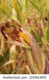 Maize Or Corn Organic Planting In Cornfield. It Is Fruit Of Corn For Harvesting By Manual Labor. Maize Production Is Used For Ethanol Animal Feed And Other Such As Starch And Syrup. Farm Green Nature