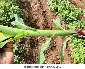 Maize or corn plant stem isolated.