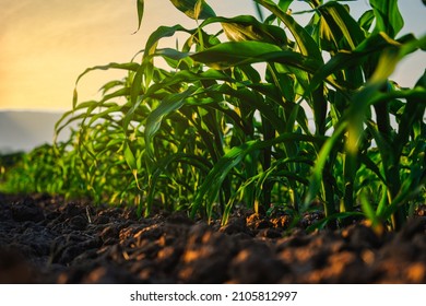 maize corn seedling in the agricultural plantation in the evening, Young green cereal plant growing in the cornfield, animal feed agricultural industry - Shutterstock ID 2105812997