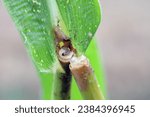 Maize, Corn (Zea mays). Detail of stalk damaged by European Corn Borer (Ostrinia nubilalis).