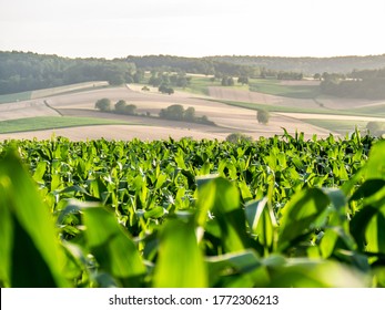 Maize Cultivation In Hilly Landscape In Summer