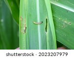 Maize damaged by caterpillar of The European corn borer or borer or high-flyer (Ostrinia nubilalis). It is a moth of the family Crambidae. It is a one of most important pest of maize crops.