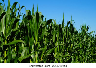 The Maize Is Doing Well In The Summer Of 2021, Unlike In The Two Previous Years 