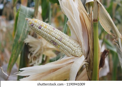 Maize Ear With White And Purple Seed On Stalk At Dry Stage.