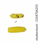 Maize Earworm and Fall Armyworm, damage by biotic stress.