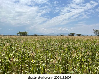 Maize Farm In Kenya Africa