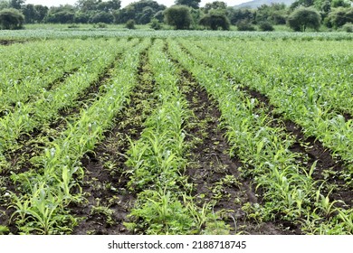 Maize Farm Or Plantation With Weeds. Crop Planted And Cultivated Agricultural Field.