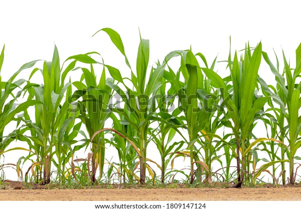 maize field isolated\
on white background