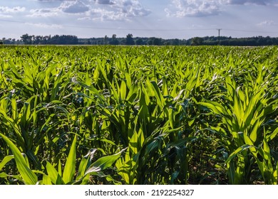 Maize Field In Mazowsze Region Of Poland