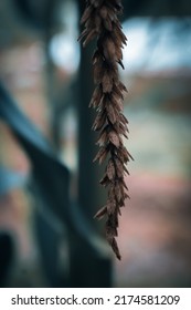 A Maize Flower Blooming In The Garden 