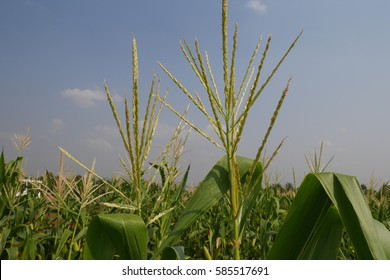 Maize Flower. Corn Field With Blue Sky