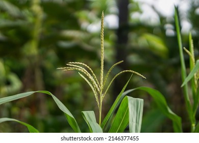 Maize Flowers On A Maize Tree, Corn Flowers On The Corn Plant, Close Up Of Corn Flowers, Maize Tree, Close Up Of Maize Flower In The Corn Field