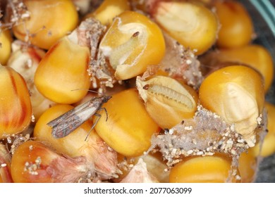 Maize grain damaged by Indian mealmoth Plodia interpunctella. Visible cobweb, droppings, damaged grains,  caterpillars and a moth.