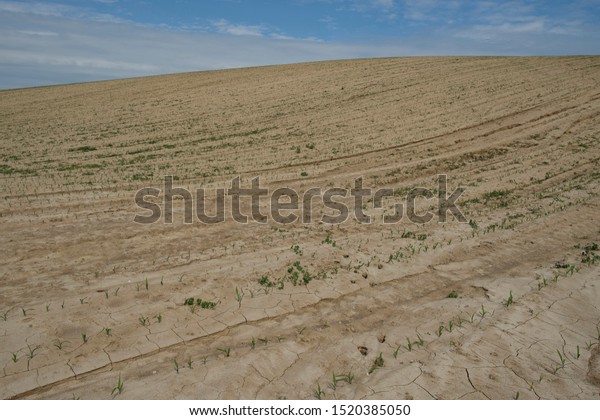 Maize\
growing in monoculture on sandy soil in\
France