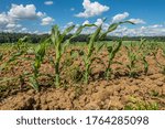 Maize is grown in spring