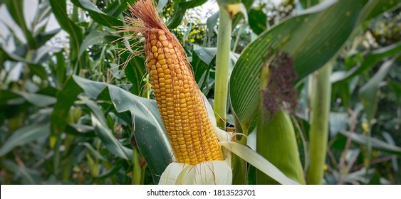 Maize Also Known As Corn Is Cereal Grain, Cultivated In India .Maize Is Used For Corn Ethanol, Animal Feed And Other Maize Products, Such As Corn Starch And Corn Syrup.Also Used As Food For Animal.