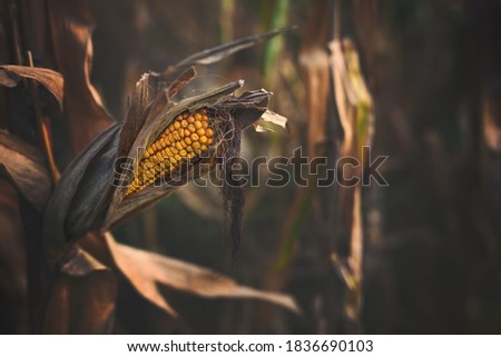 Maize, also known as corn - cereal grain first domesticated by indigenous peoples in southern Mexico about 10,000 years ago. Maize has become a staple food in many parts of the world.
