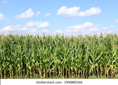 The Maize Is Not Only Grown For Food Production Or Animal Feed But Also As Energy Maize For Biogas Production In Biogas Plants.