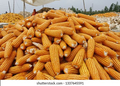 Maize Production Field