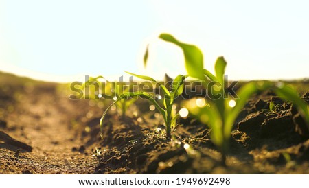 A maize rossada grows from seed from the ground in a field in spring. Growing corn. Small shoots of corn plants on plantation in the morning in the sun, on the stalks of dew drops. Agrarian business
