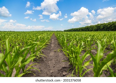 4,605 Maize Seedling Images, Stock Photos & Vectors 