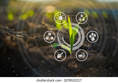 Maize seedling in cultivated agricultural field with graphic concepts modern agricultural technology, digital farm, smart farming innovation, IOT - Shutterstock ID 2078532217