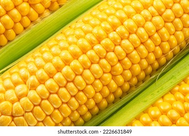 Maize seeds in corn cob covered with small water drops. Macro shot. - Powered by Shutterstock