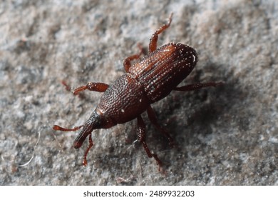 Maize Weevil Insect Macro photo Short  - Powered by Shutterstock