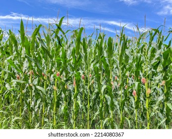 Maize (Zea Mays), Also Known As Corn (North American And Australian English), Is A Cereal Grain First Domesticated By Indigenous Peoples In Southern Mexico About 10,000 Years Ago.