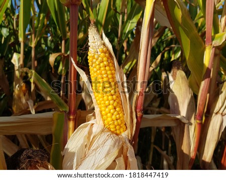 Maize (Zea mays) also known in some countries as corn, is a starch. 