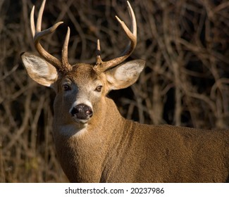 majestic 8 point buck turns to face camera in sunset light. selective focus.