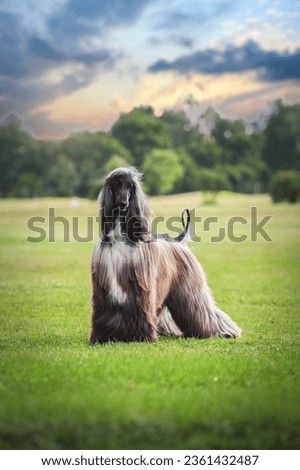 Majestic afghan hound portrait of a dog show champion. High quality photo