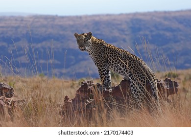 Majestic African Leopard Portrait. Africa Big Five Animal Wildlife. Beautiful Wild Cat Safari Photography. Marakele National Park, Waterberg Mountain Range, Limpopo Province, South Africa.