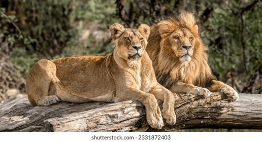 Majestic African lion couple loving pride of the jungle - Mighty wild animal of Africa in nature. - Powered by Shutterstock