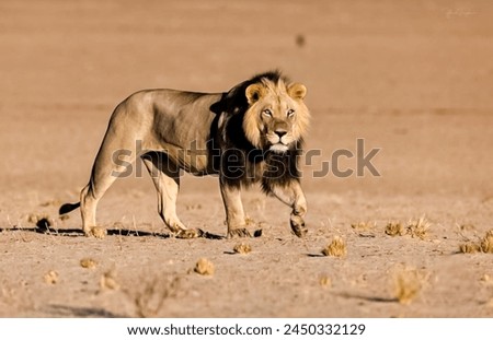 Majestic African Lion, Wildlife Safari King, Predatory Feline in Natural Habitat, Endangered Species, Biodiversity Conservation, Nature Photography, Powerful Carnivore, Sunset Silhouette, Golden Hour,