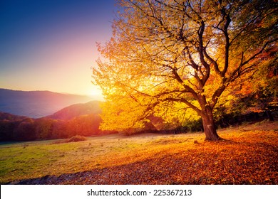 Majestic alone beech tree on a hill slope with sunny beams at mountain valley. Dramatic colorful morning scene. Red and yellow autumn leaves. Carpathians, Ukraine, Europe. Beauty world. - Shutterstock ID 225367213