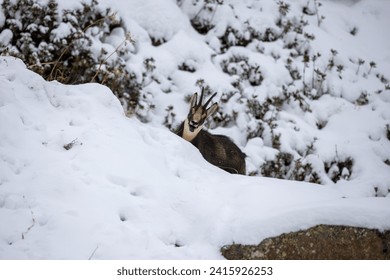 Majestic Alpine chamois in high-definition. A symbol of untamed beauty and resilience. Perfect for captivating wildlife enthusiasts and nature lovers. Explore now! - Powered by Shutterstock